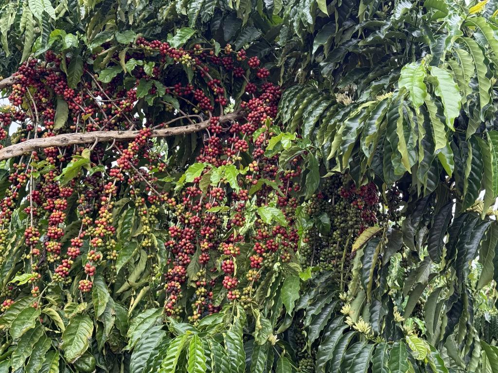 CAFÉ DE QUALIDADE - Concurso em Juína vai premiar os melhores cafés de Mato Grosso