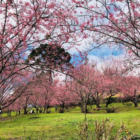 Espetáculo da natureza: Florada das sakuras transforma Campos do Jordão em cenário cor-de-rosa durante o inverno